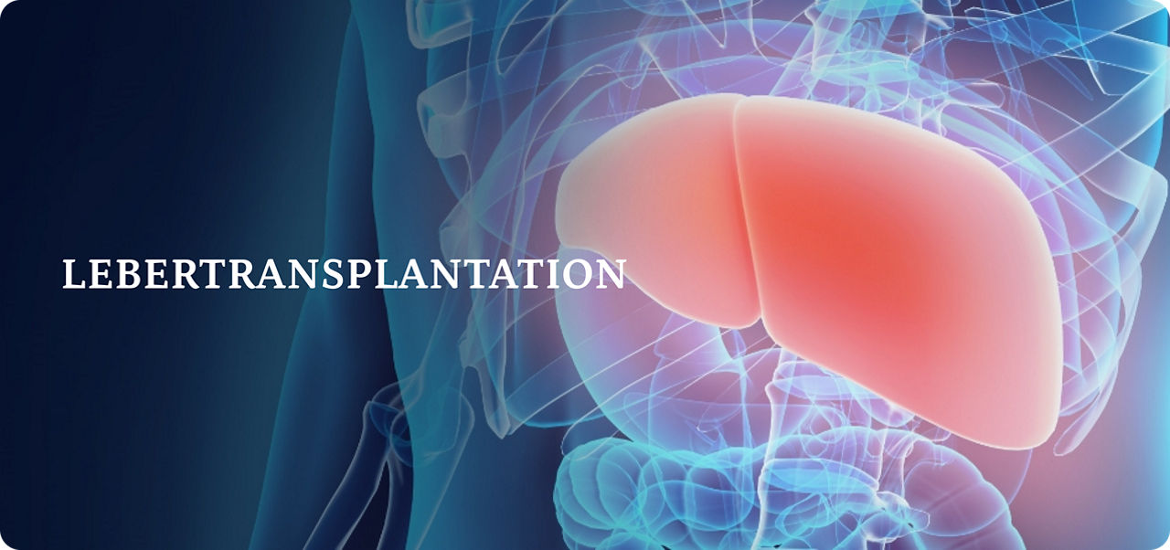 Digitale Illustration des menschlichen Torsos mit Betonung der Leber, die rot hervorgehoben ist, und anderen inneren Organen, die schwach sichtbar sind.