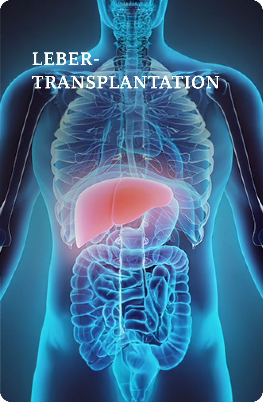 Digitale Illustration des menschlichen Torsos mit Betonung der Leber, die rot hervorgehoben ist, und anderen inneren Organen, die schwach sichtbar sind.