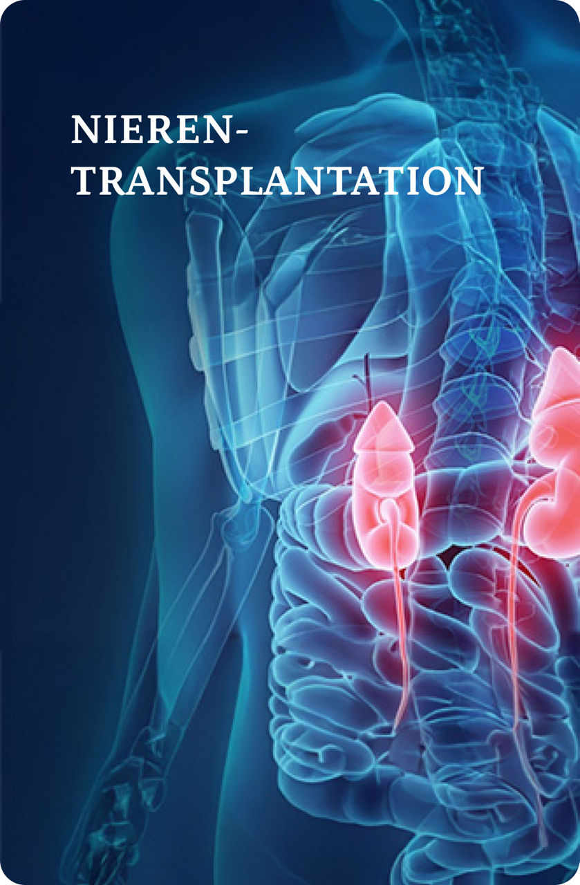 Medizinische Illustration, die eine transparente Ansicht des menschlichen Rumpfes zeigt, wobei die Nieren rot hervorgehoben sind.