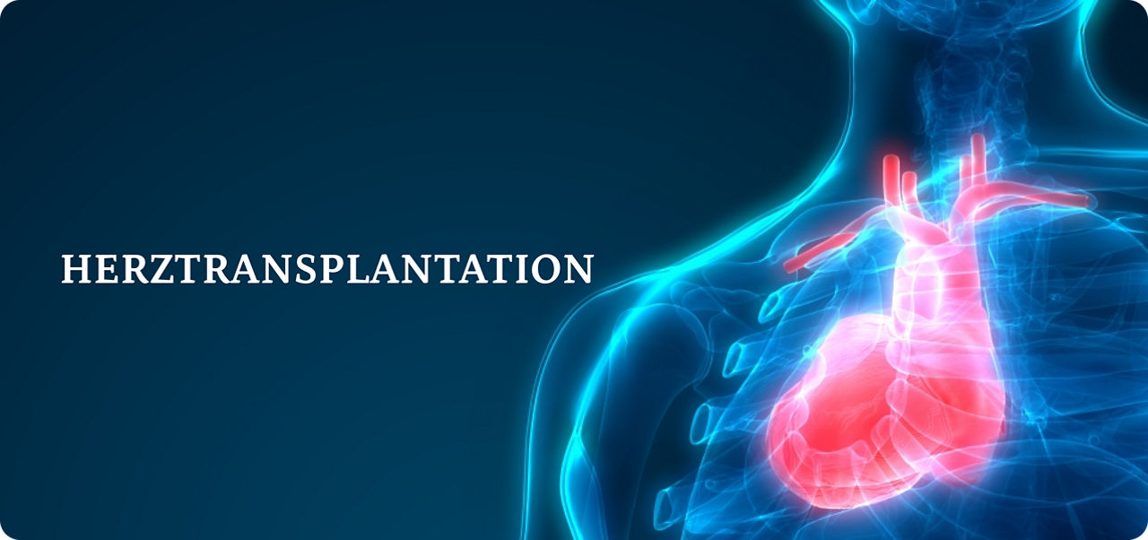Illustration eines menschlichen Oberkörpers mit hervorgehobenem Herz und Brustkorb, die das Herz-Kreislauf-System in einem blauen und roten Farbschema zeigt.