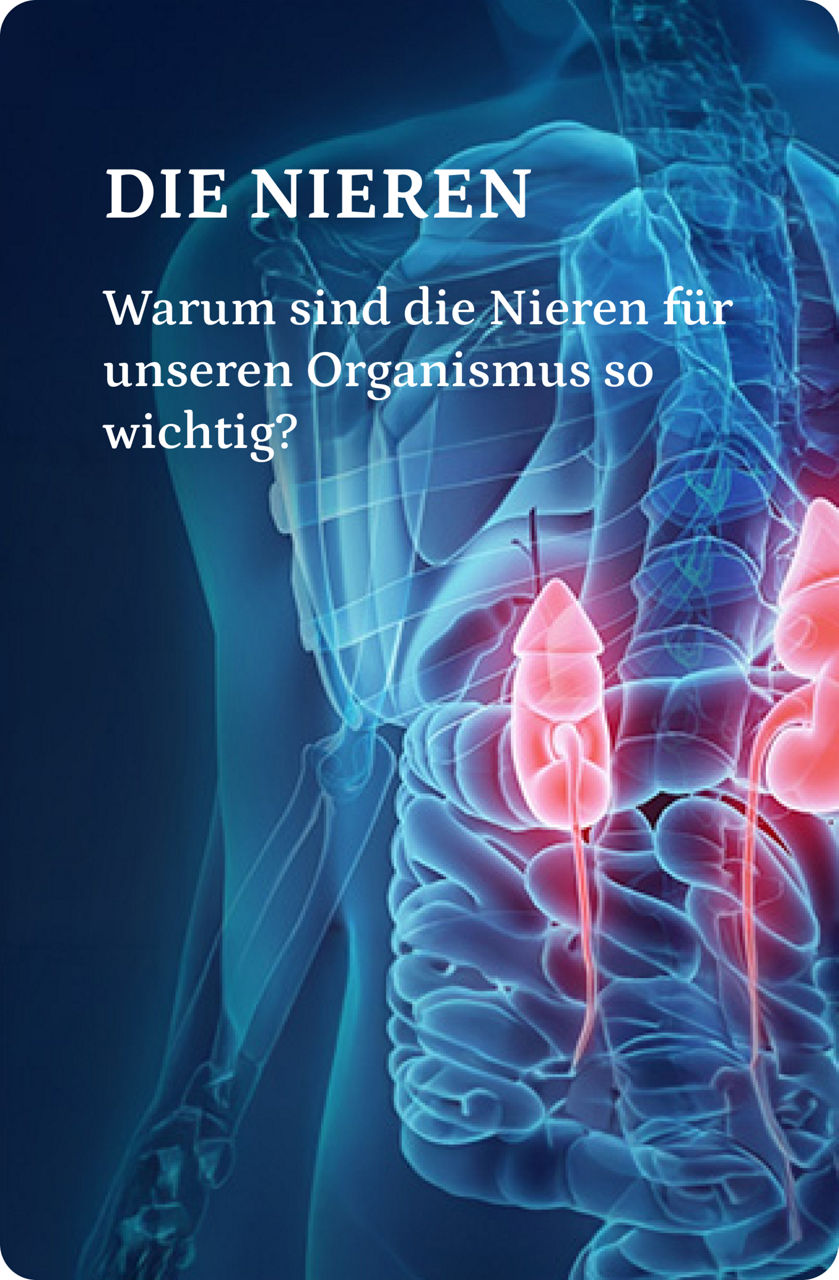 Das Diagramm zeigt das menschliche Harnsystem mit Nieren, Harnleitern, Blase und Harnröhre auf einem vereinfachten Umriss des Rückens einer Person.