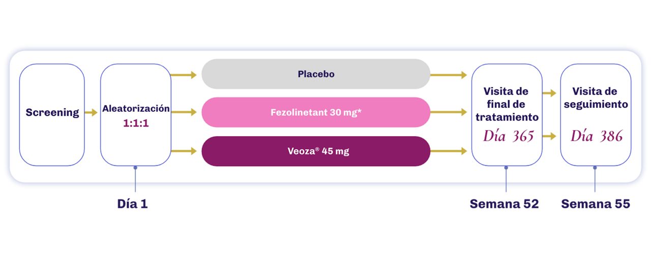 Diagrama que muestra el flujo del diseño del estudio en el que 1022 mujeres fueron tratadas con placebo o fezolinetant hasta la semana 12, después solo con fezolinetant durante 40 semanas no controladas