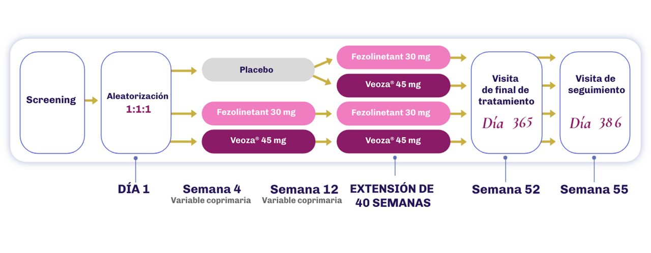 Diagrama que muestra el flujo del diseño del estudio en el que 1022 mujeres fueron tratadas con placebo o fezolinetant hasta la semana 12, después solo con fezolinetant durante 40 semanas no controladas
