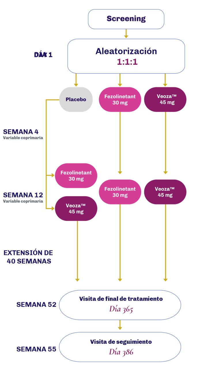 Diagrama que muestra el flujo del diseño del estudio en el que 1022 mujeres fueron tratadas con placebo o fezolinetant hasta la semana 12, después solo con fezolinetant durante 40 semanas no controladas