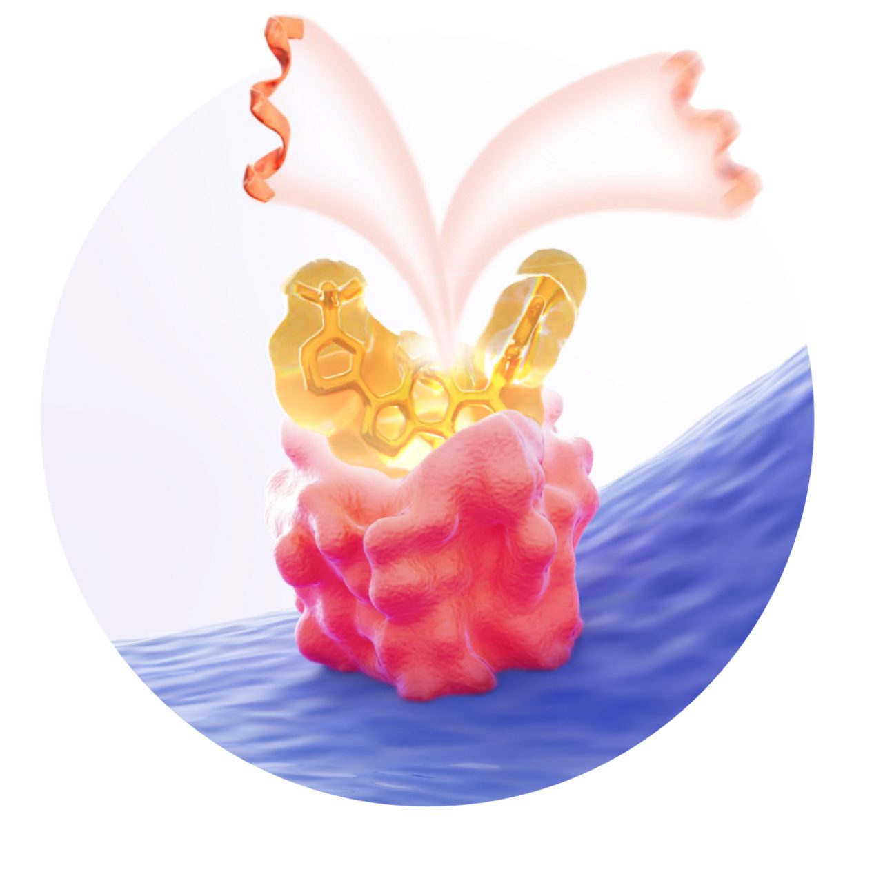VEOZA™ (fezolinetant) inhibe la unión del NKB al receptor NK3 en la neurona KNDy, uno de los principales desencadenantes de los Síntomas Vasomotores (SVM)