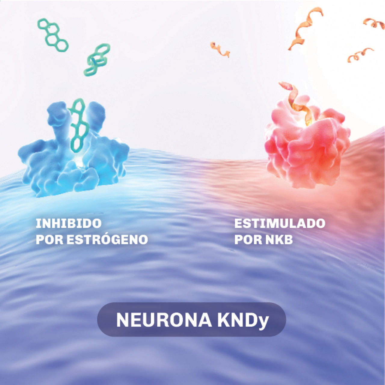 Ilustración en la que se explica que la homeostasis del control de la temperatura muestra la neurona KNDy inhibida por estrógenos y estimulada por NKB