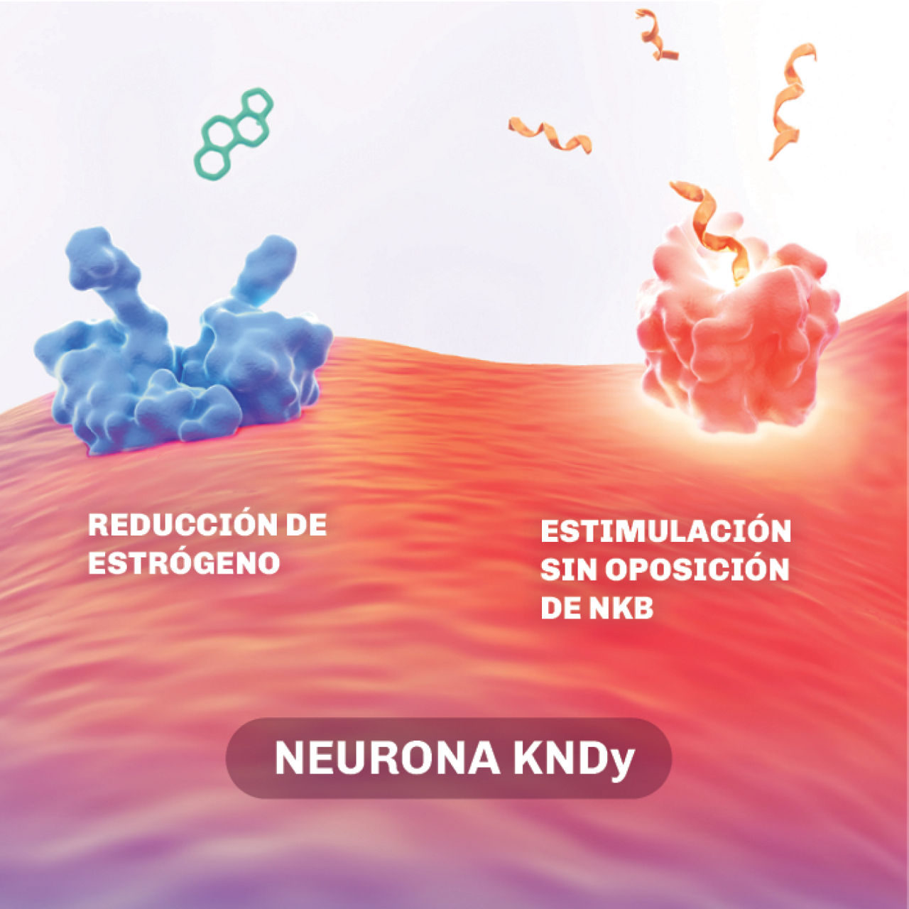 Ilustración que explica el impacto del NBK y muestra cómo la reducción de estrógenos y la estimulación del NKB sin oposición conducen a una mayor actividad neuronal KNDy