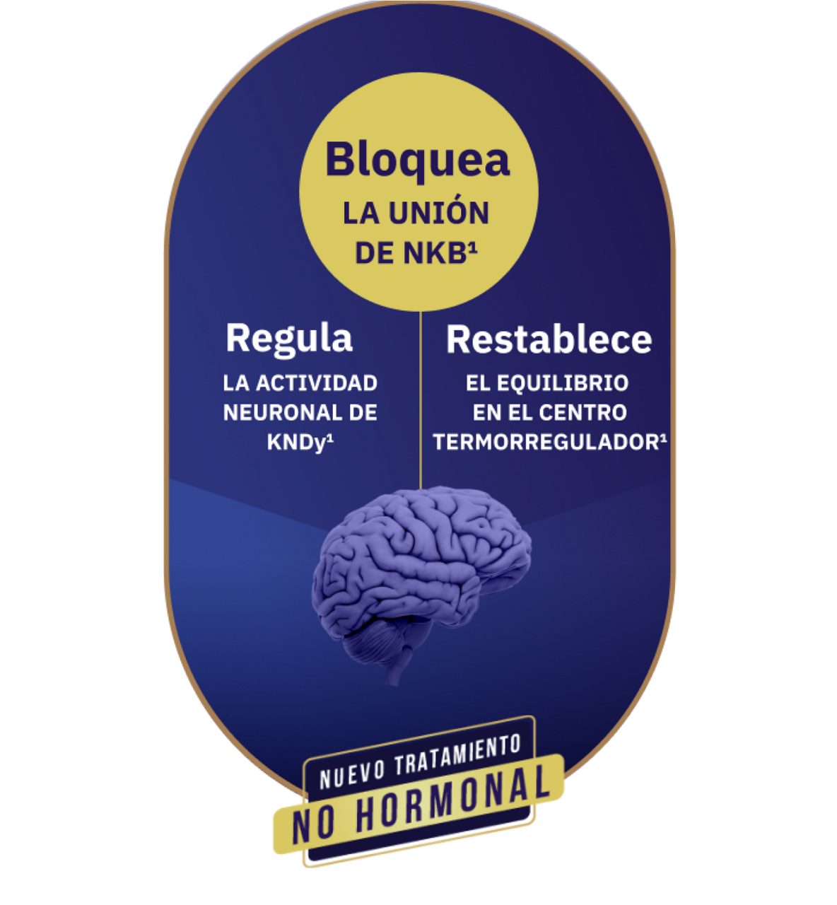 Ilustración de un cerebro con subtítulos en el que se explican los efectos de bloquear la unión de NKB: reducir la actividad neuronal KNDy y equilibrar la actividad del centro de control de la temperatura
