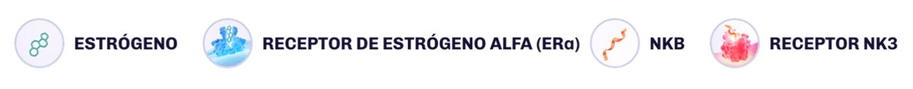 Una leyenda que incluye estrógeno, receptor de estrógeno alfa, neuroquinina B, receptor de neuroquinina 3