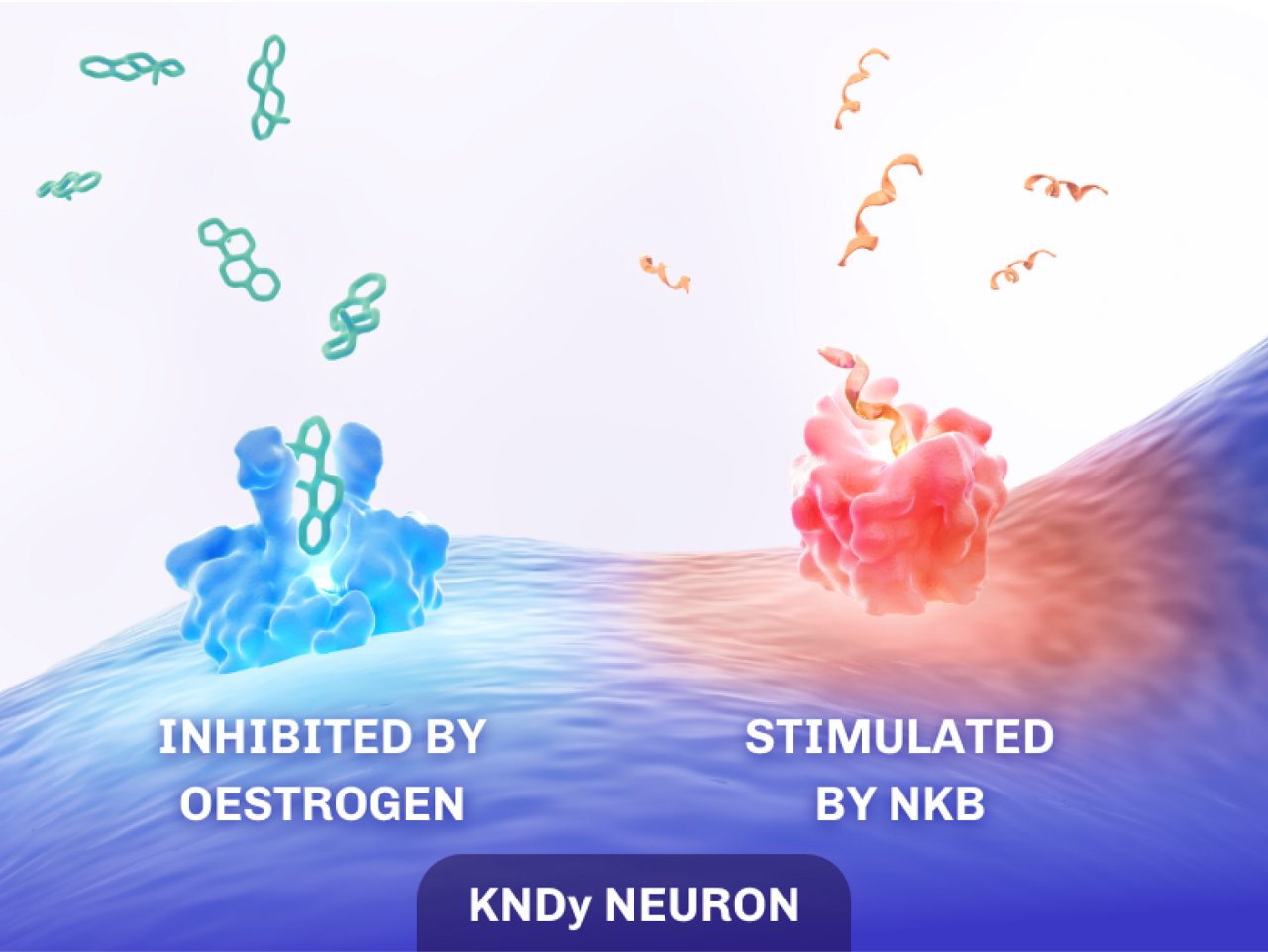 Homeostasis