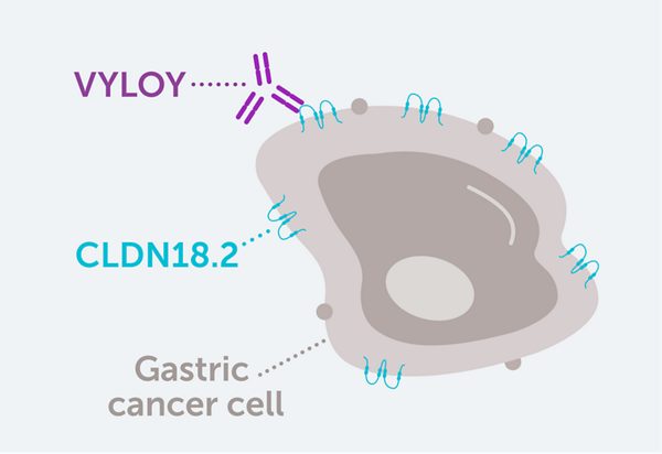 VYLOY is a CLDN18.2-directed antibody that selectively binds to cells that express CLDN18.2, where cytotoxic immune responses are activated