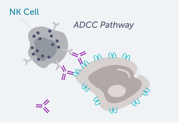 VYLOY depletes CLDN18.2+ cells via ADCC