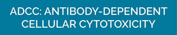 ADCC: ANTIBODY-DEPENDENT CELLULAR CYTOTOXICITY