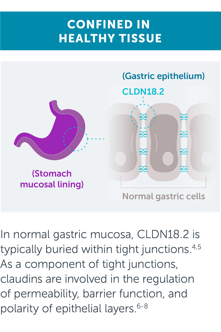 In normal gastric mucosa, CLDN18.2 is typically buried within tight junctions. As a component of tight junctions, claudins are involved in the regulation of permeability, barrier function, and polarity of epithelial layers.