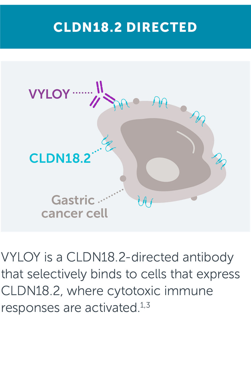 VYLOY is a CLDN18.2-directed antibody that selectively binds to cells that express CLDN18.2, where cytotoxic immune responses are activated