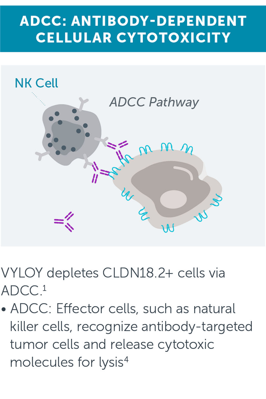 VYLOY depletes CLDN18.2+ cells via ADCC
