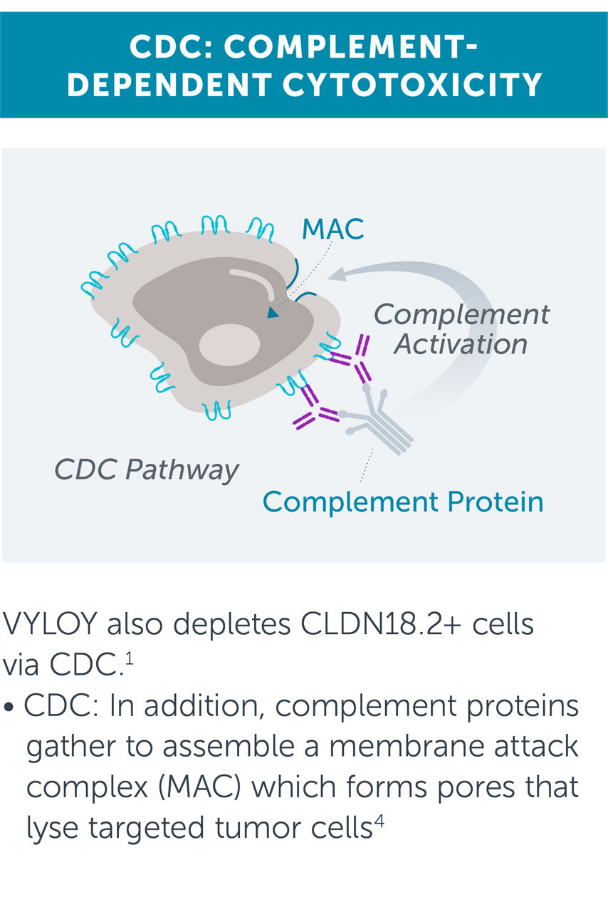 VYLOY also depletes CLDN18.2+ cells via CDC