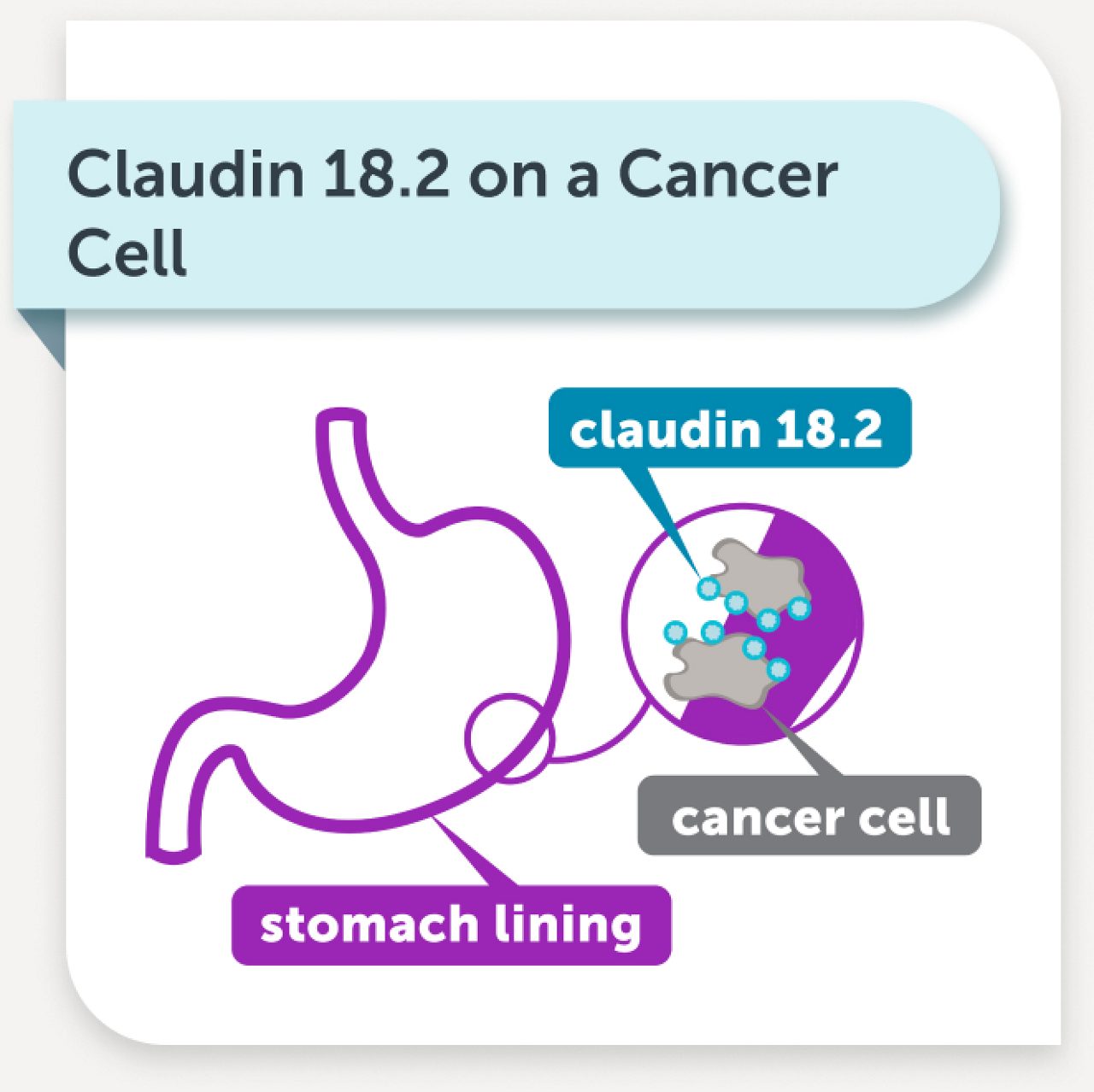 Claudin 18.2 on a Cancer Cell