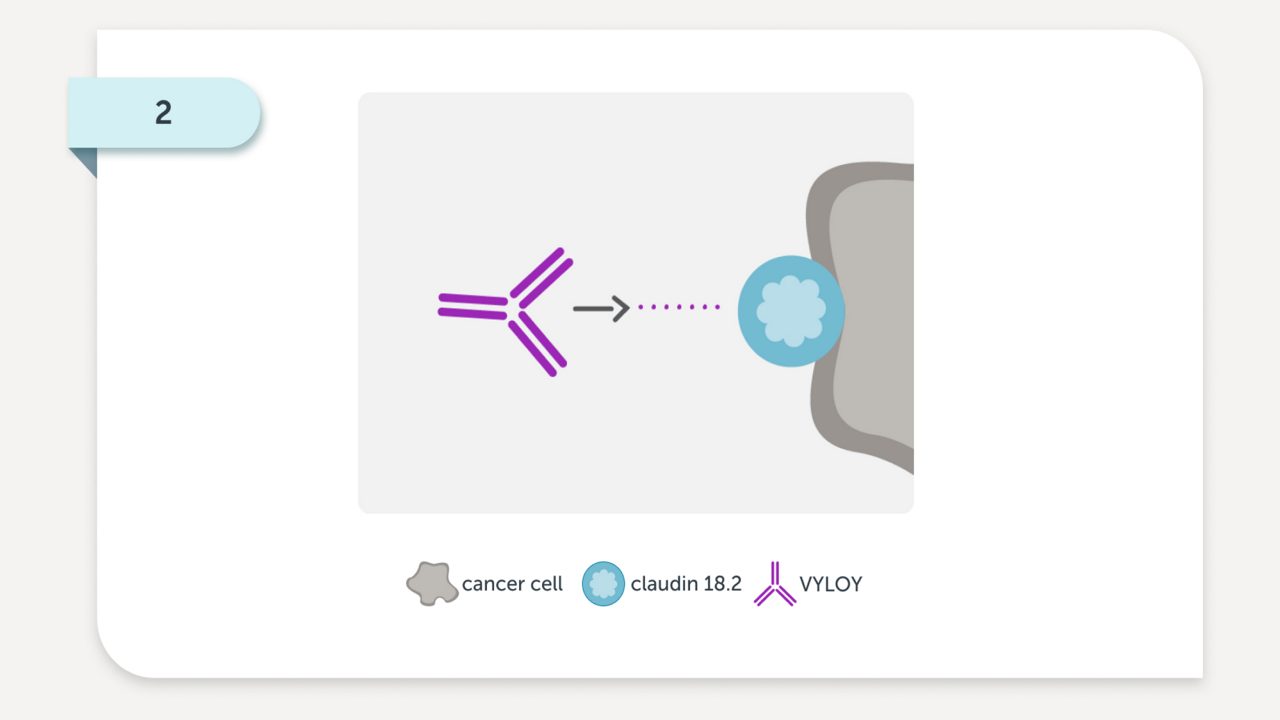 VYLOY binds to claudin 18.2 on these cancer cells