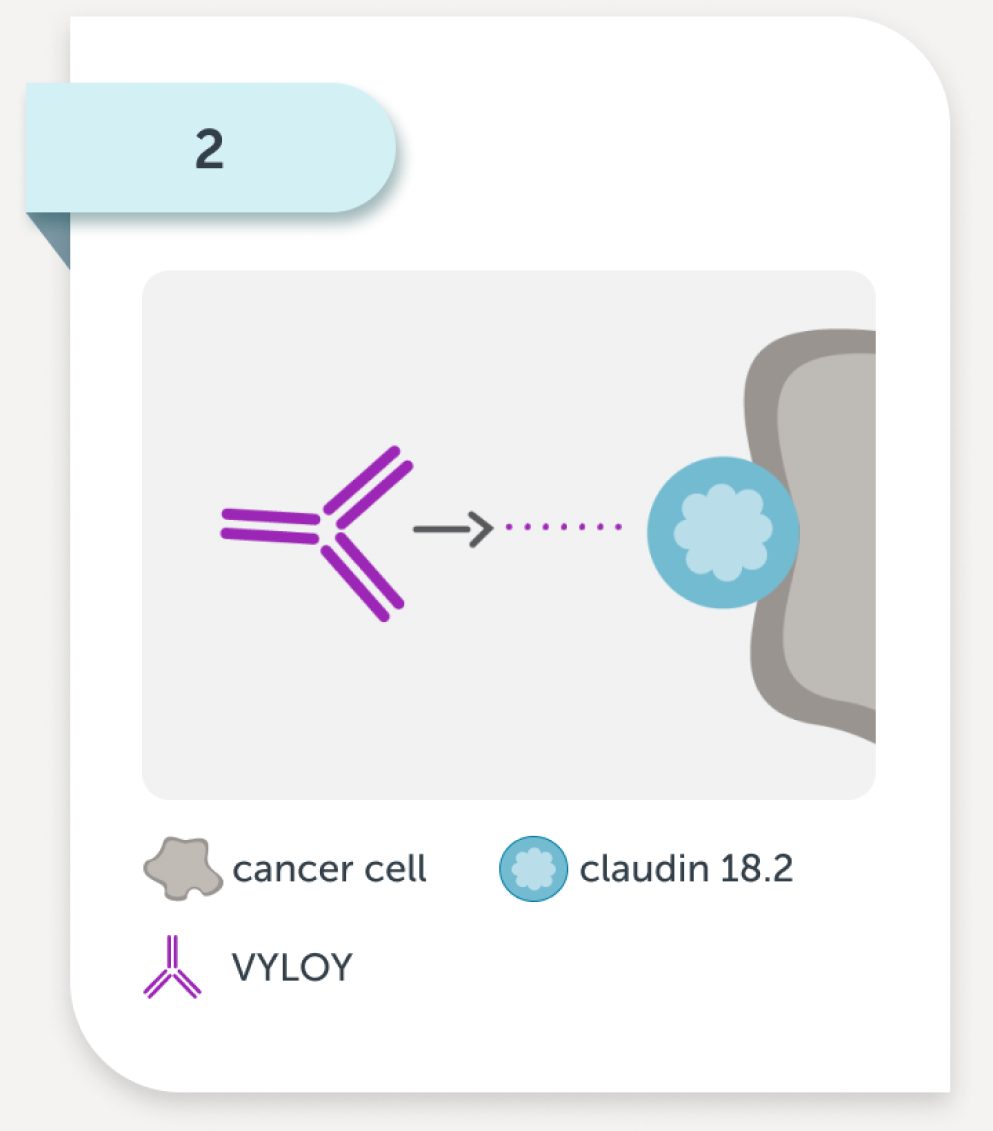 VYLOY binds to claudin 18.2 on these cancer cells