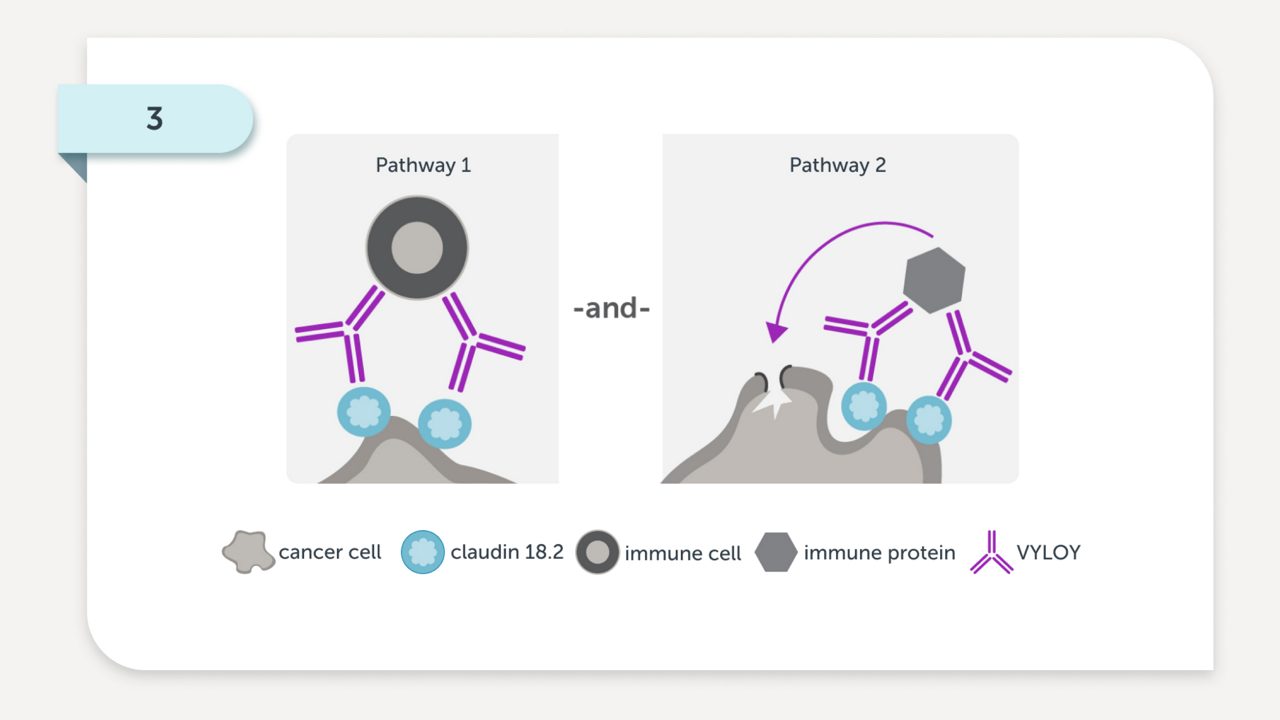 VYLOY works with your immune system to target these cells