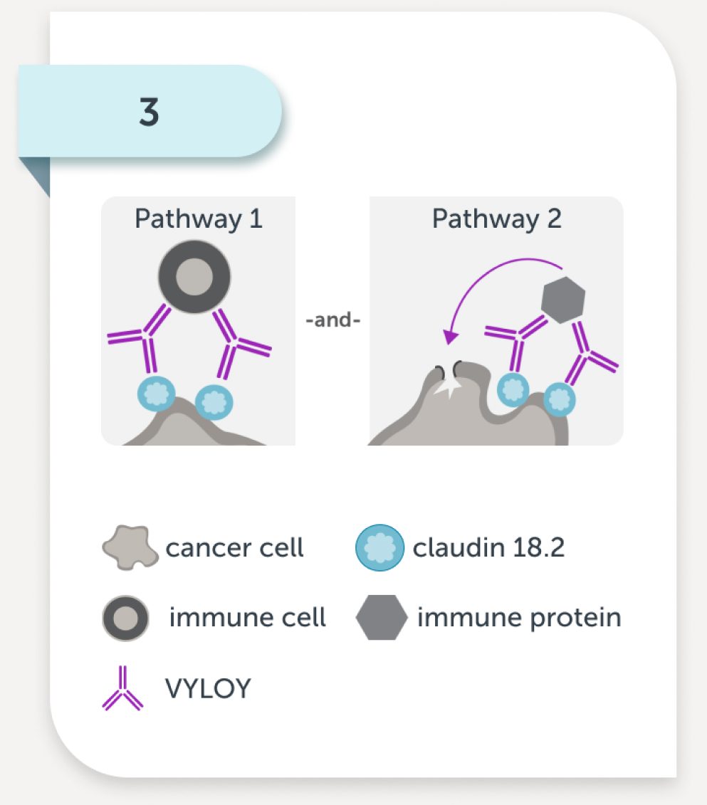 VYLOY works with your immune system to target these cells