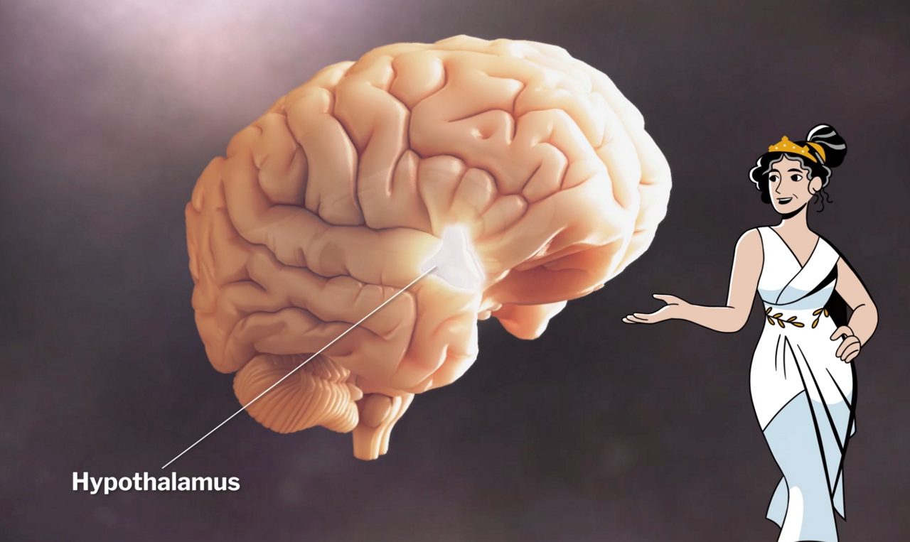 VMS ontstaan in een deel van je hersenen dat de hypothalamus wordt genoemd, die de temperatuur van je lichaam regelt.