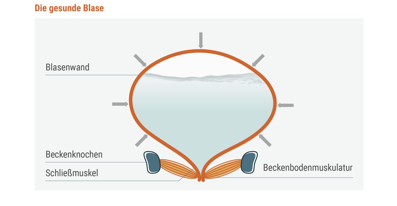 Verstehen_Bladder_Image