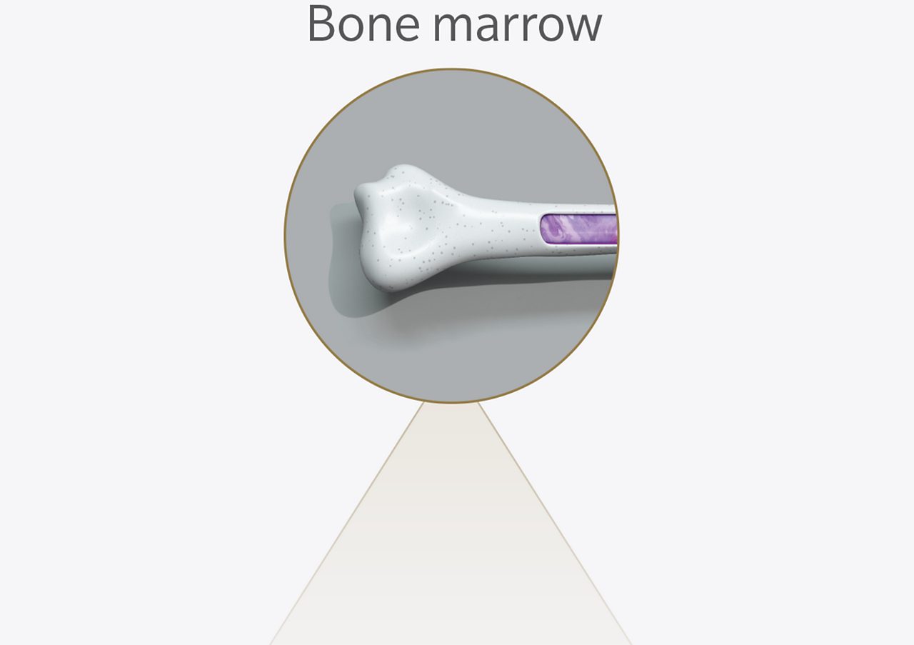 Bone marrow icon.